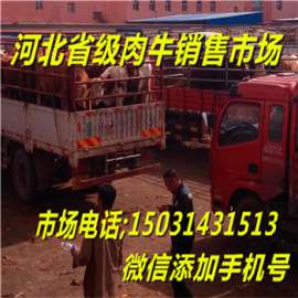 好品质肉牛犊_好品质肉牛犊价格_优质好品质肉牛犊