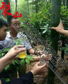福建竹筒酒价格，福建竹筒酒最新供应商报价