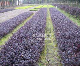 红继木，四川红继木，成都红继木种植基地