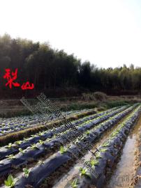 江西竹筒酒厂家直招代理