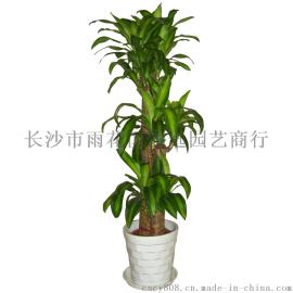 巴西木（长沙创远园艺企业公司办公室室内大型绿植盆栽家庭客厅室内花卉盆栽租赁租摆）