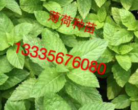 供应薄荷苗 薄荷苗价格 回收薄荷