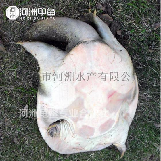 甲鱼苗价格|生态外塘仿生态养殖|仿野生甲鱼批发【河洲甲鱼】