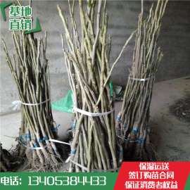 核桃苗供应 香玲核桃苗单价 核桃苗批发价格