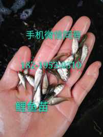 山东威海加州鲈鱼苗枣庄桂花鱼苗德州丁桂鱼苗