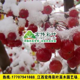 正宗冬红海棠 销售海棠树苗 冬红海棠花苗特价彩叶苗绿化苗木供应