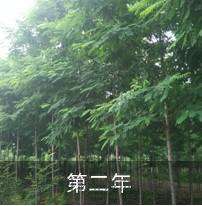 每个人都应该知道的关于那些杨树和桉树的事