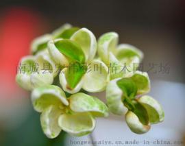 正宗天香台阁桂花 四季桂桂花 纯正桂花彩叶绿化天香台阁小苗包活