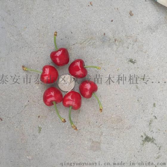 南方樱桃树批发 车厘子樱桃苗 高产效益高 帮指导管理