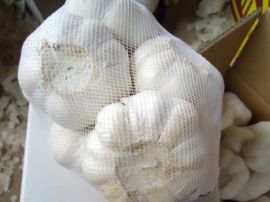 纯白大蒜（5.0-5.5cm）