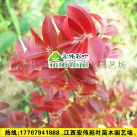 正宗红叶茶花 红叶红花茶花 红叶茶花树苗红叶茶苗  红叶茶花苗