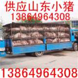 山东猪秧子价格山东小猪秧子供应