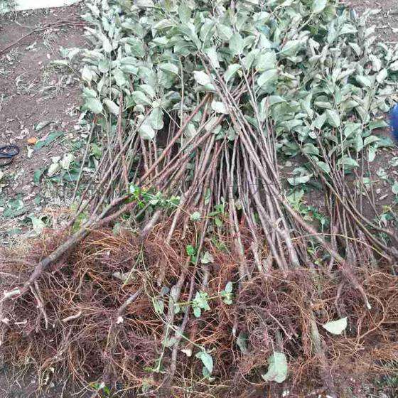 自产自销苹果树苗 烟富苹果苗 苹果苗批发价格