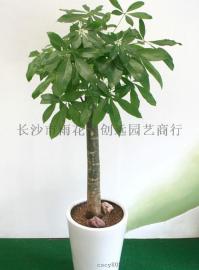 单杆发财树（长沙创远园艺、长沙办公室家庭室内大型绿植盆栽）