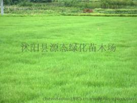 杂交狼尾草 狼尾草种子 狼茅 草种批发 绿化苗木种子
