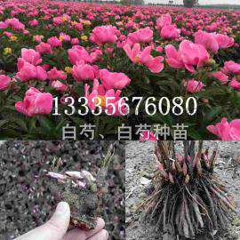东北哪里有卖白芍苗