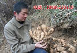 云南怒江哪里有卖0代天麻种子的天麻种子多少钱1斤