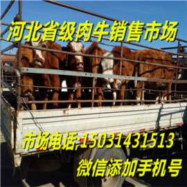 西门塔尔牛苗提供者华北牲畜交易中心 肉牛犊价格