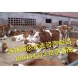 西门塔尔牛价格咨询18643431332