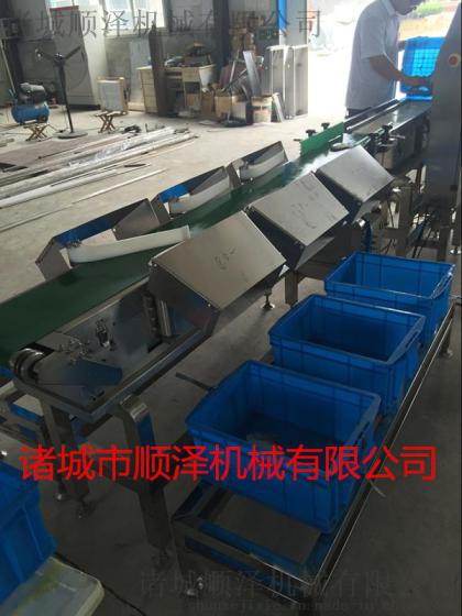 专业供应海参分级机  章鱼分级机  鱿鱼分级机