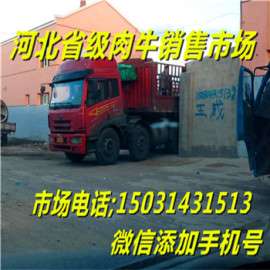 吉林河北黄牛市场/销售价格
