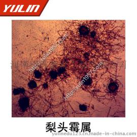 雨林教学切片 梨头霉属生物切片