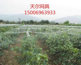 防鸟网厂家批发供应尼龙线防鸟网