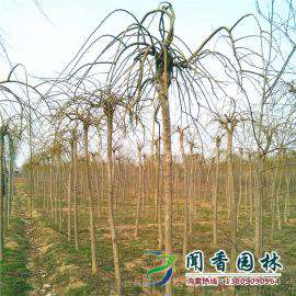江苏龙爪槐树苗价格 垂槐 盘槐 倒槐5~6公分基地直销