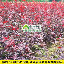 三季红红枫 日本红枫 三季红枫 夏季不焦叶红枫 不返青红枫苗