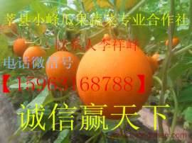 莘县小峰瓜果蔬菜专业合作社供应脆香甜洋香瓜