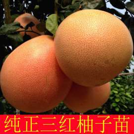 平和三红蜜柚果苗|三红蜜柚苗