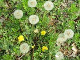 野生蒲公英 环环菜纯粉 蒲公英浓缩粉 消炎清热解毒