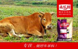 秦川牛速肥预混料    N650