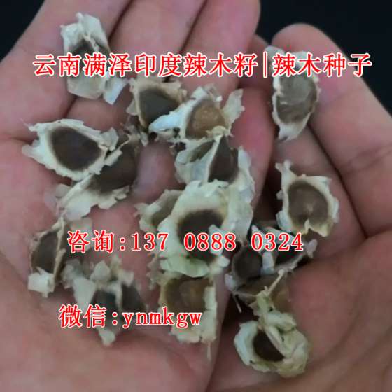 云南满泽辣木籽试用装免费领取|昆明辣木籽体验中心！