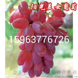 阳光美女葡萄苗