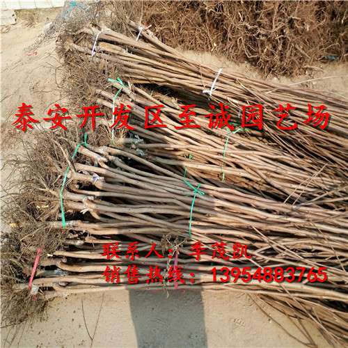 柿子苗 柿子苗价格 甜柿子苗价格