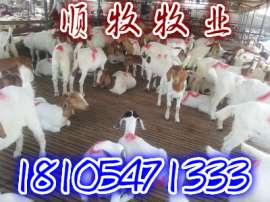 养羊要想赚大钱？关键是什么？山东顺牧牧业来解答
