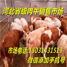 肉牛犊价格报价/图片/行情/肉牛犊价格价格